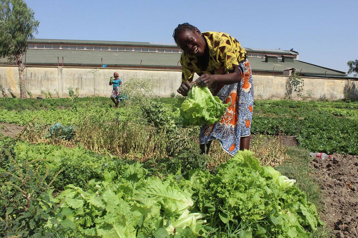 A woman smiles while picking a head of lettuce from a field of crops.
